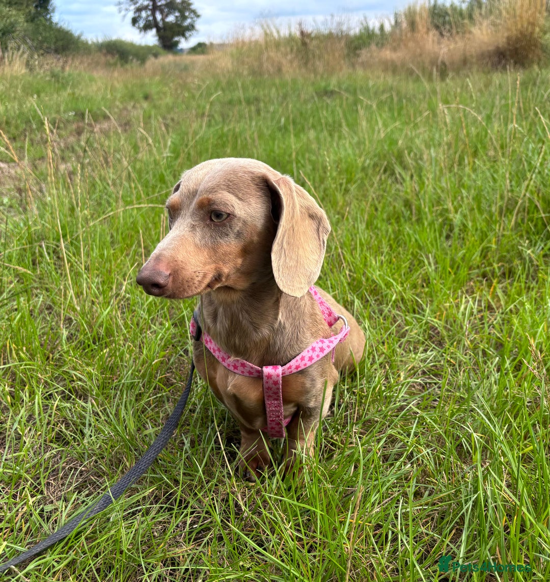 Miniature Dachshund dogs for adoption: Frankie * Miniature Dachshund * 240722 - Image 3