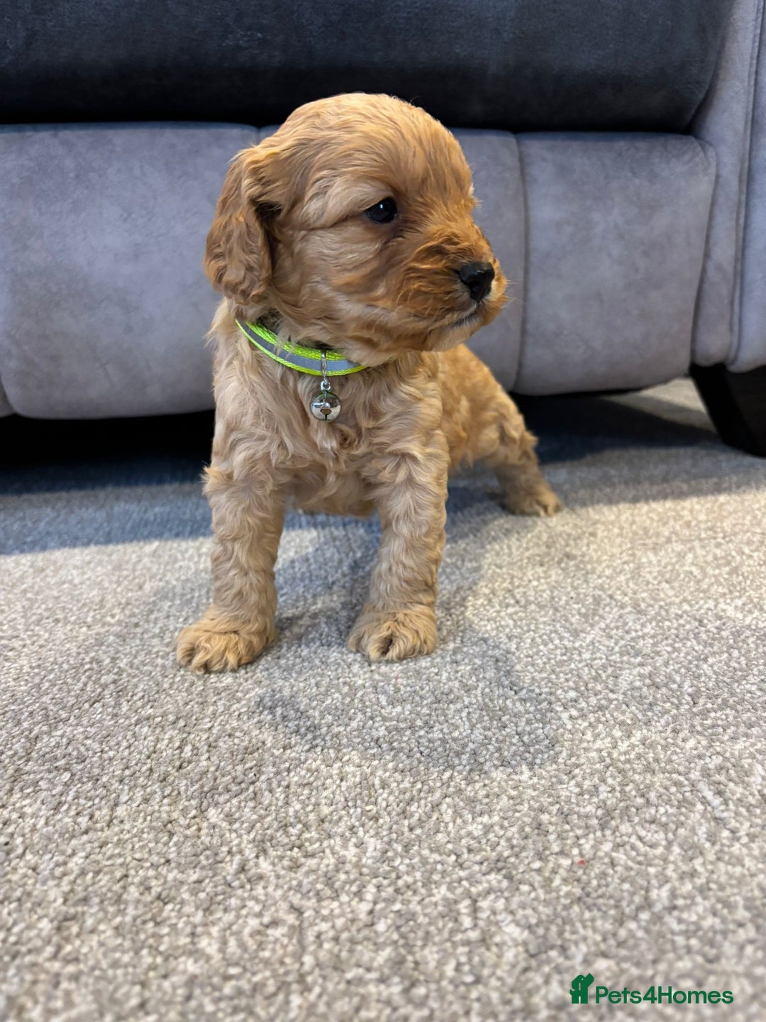 Cockapoo dogs for sale: Six stunning cockapoo puppies - Advert 27