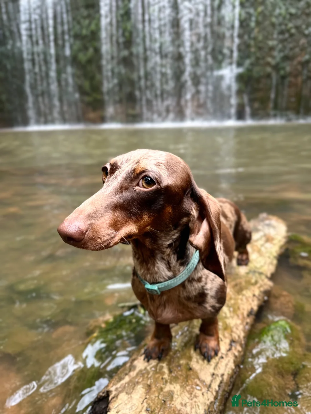 Miniature Dachshund dogs for sale: Miniature Kc registered Pra clear - Advert 2