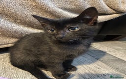 Bengal cats for sale: Cute and fluffy half Bengal kittens  - Image 9