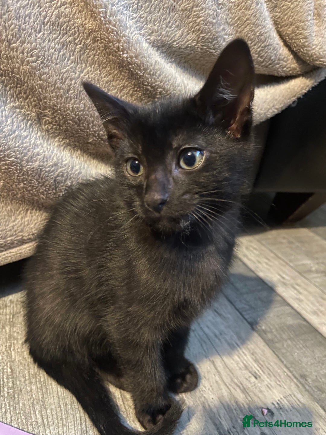 Bengal cats for sale: Cute and fluffy half Bengal kittens  - Image 9