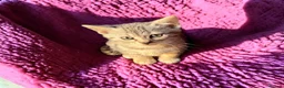 Bengal cats for sale: Smoke Boy Available for his forever home  - Advert 21