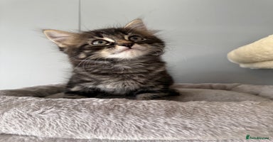 Maine Coon cats - Advert 9