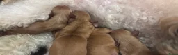 Cockapoo dogs for sale: ✨Stunning F1 Cockapoo Puppies✨ Doncaster 📍 - Advert 12