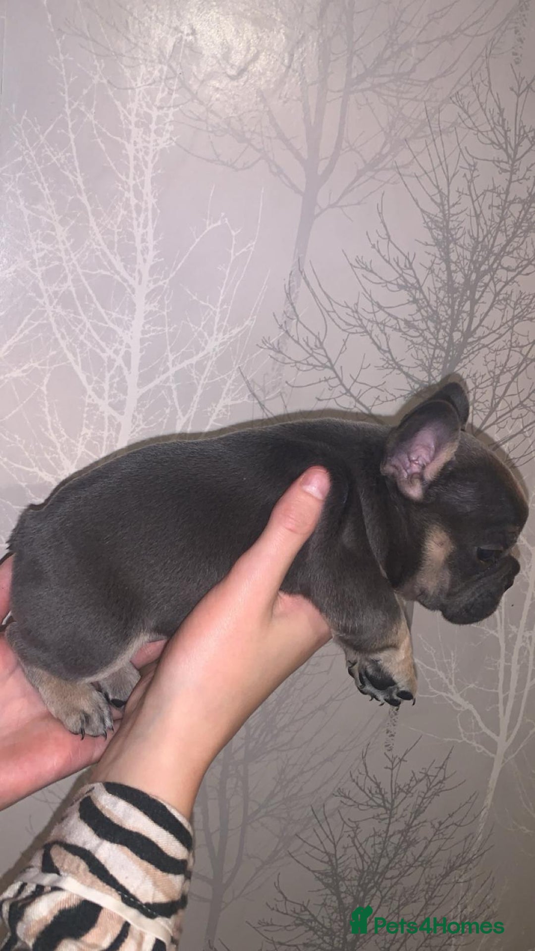 French Bulldog dogs for sale: French bulldog pups  - Image 16