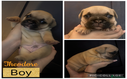 French Bulldog dogs for sale: Beautiful chunky Frenchie pups - Image 4