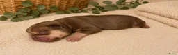 Mixed Breed dogs for sale: FrenchieXPocketBully Pups - Advert 5