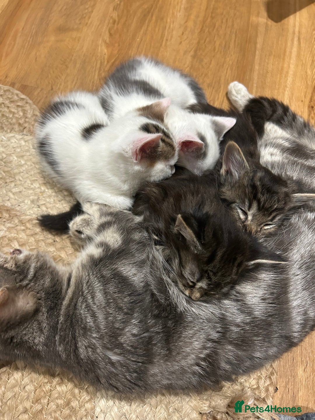 Mixed Breed cats for sale: male white and tabby kitten - Advert 1