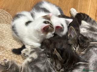 Mixed Breed cats male white and tabby kitten - Advert 2