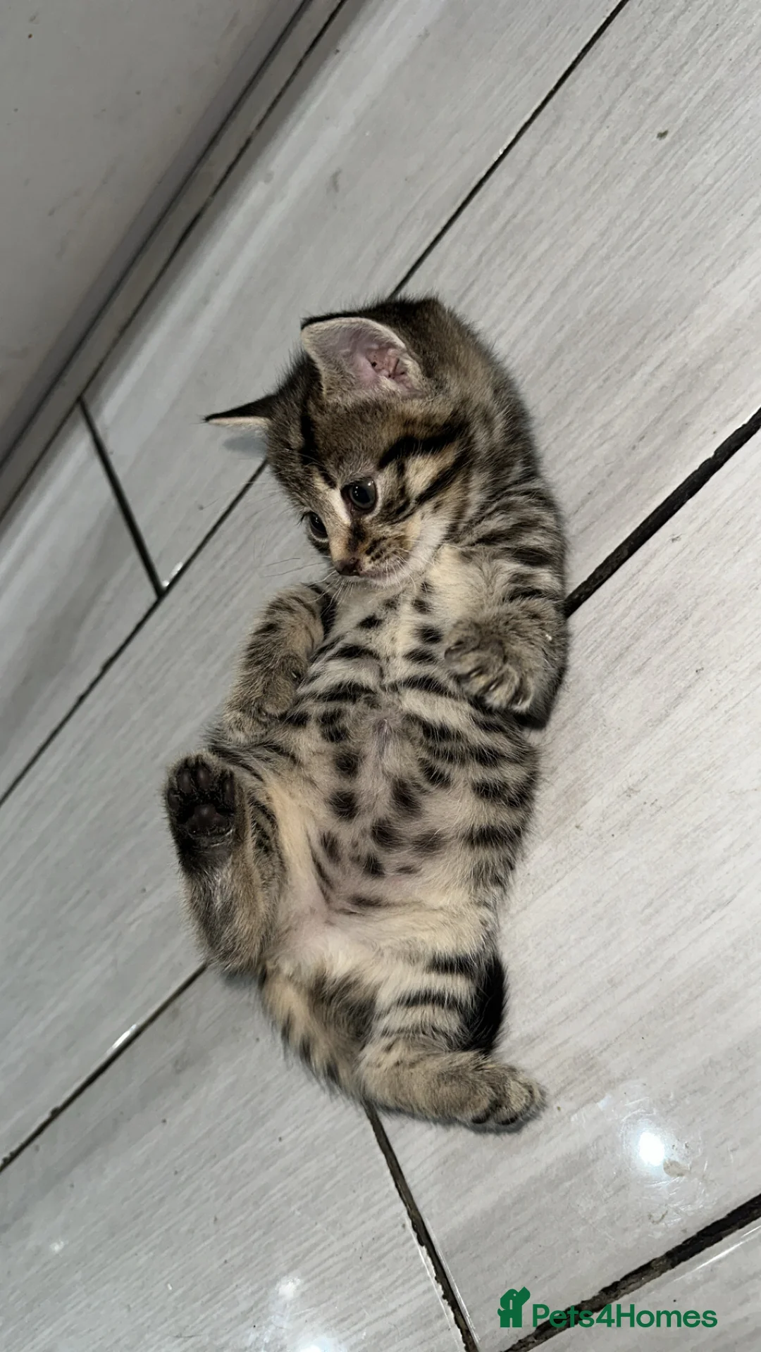 Domestic Shorthair cats for sale: Adorable tabby kittens and black kittens  - Advert 16