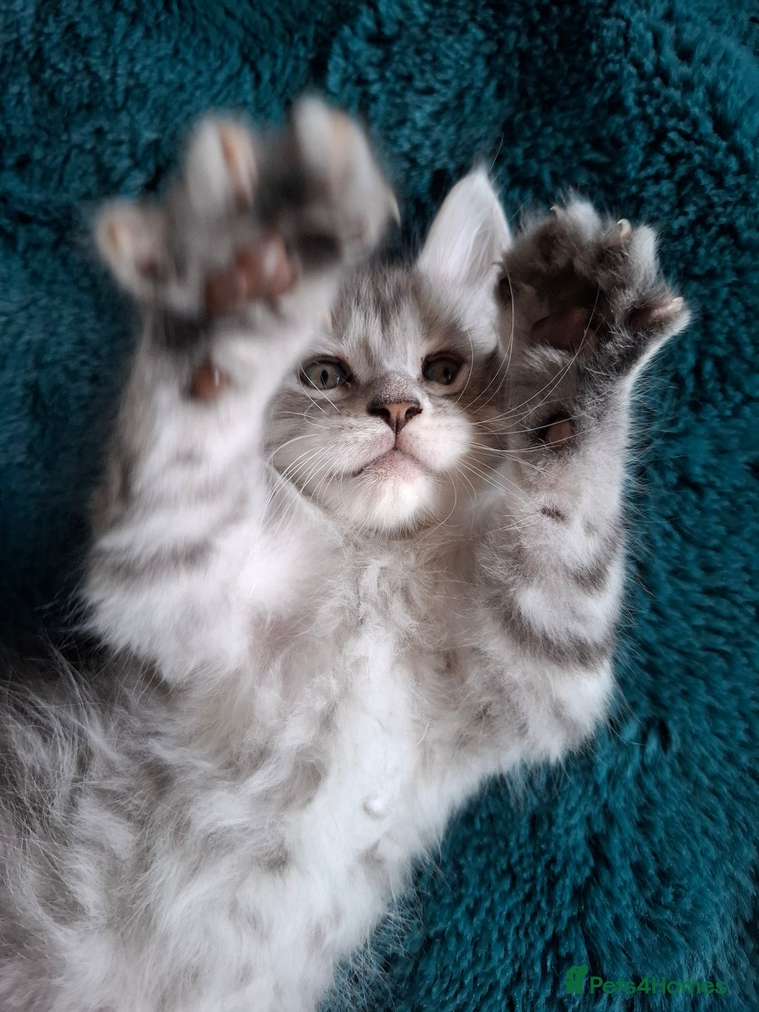 Maine Coon cats for sale: Tica registered  Maine coon kittens - Image 3
