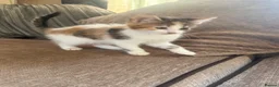 Mixed Breed cats for sale: Beautiful kittens looking for their forever home  - Advert 10