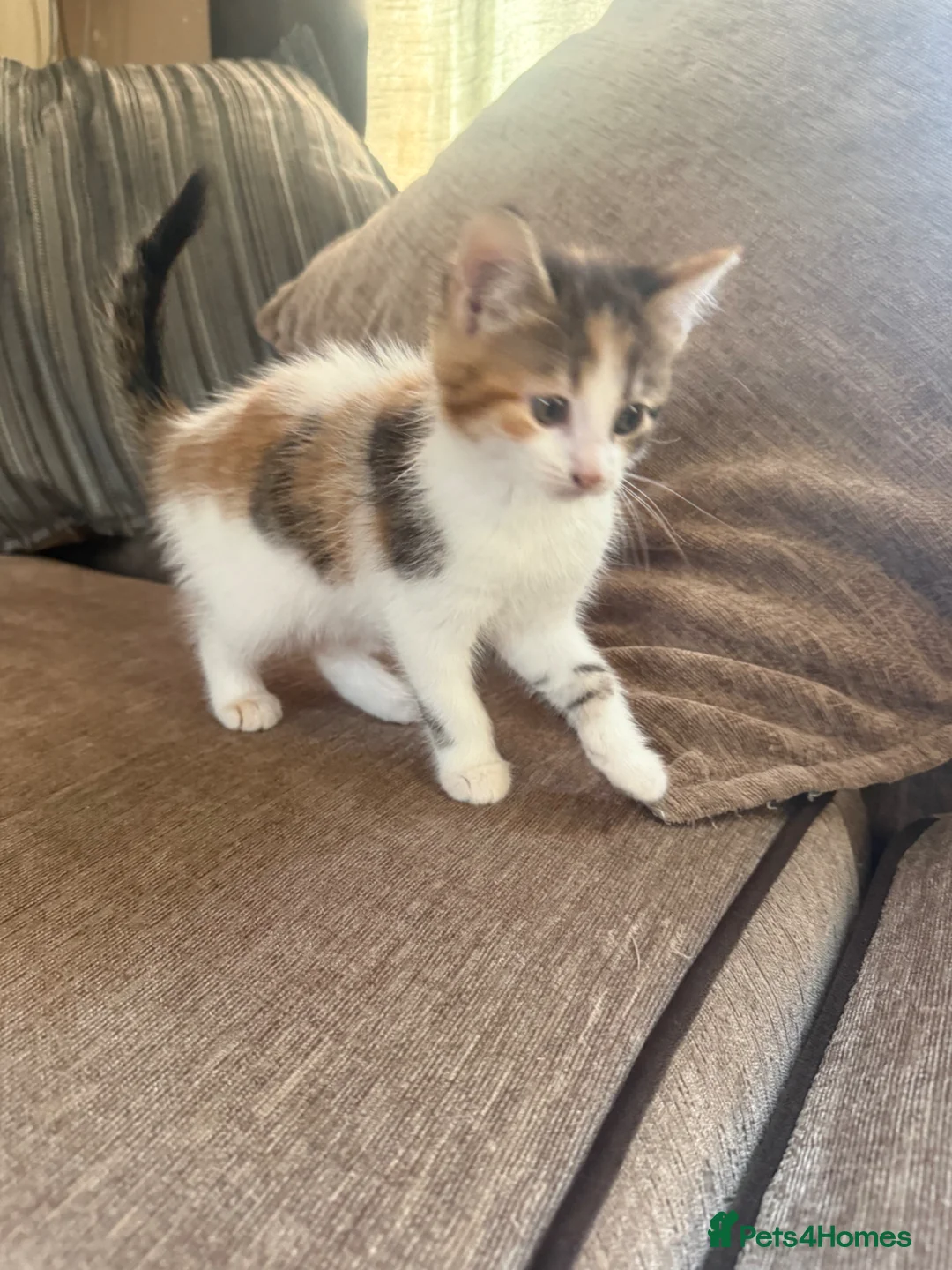 Mixed Breed cats for sale: Beautiful kittens looking for their forever home  - Advert 10