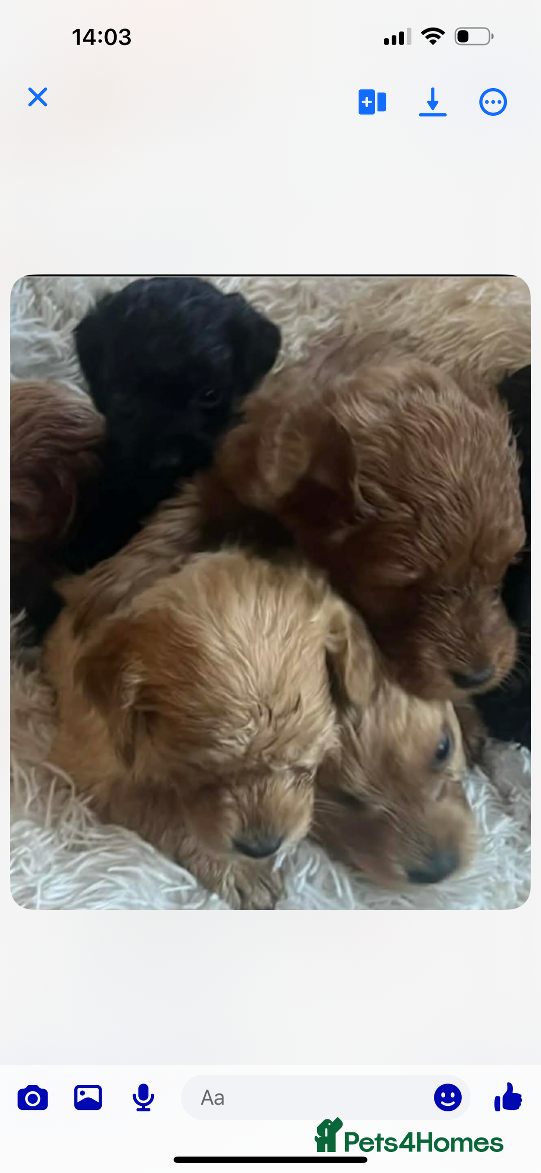 Cockapoo dogs for sale: Cockapoo puppies for sale - Advert 3