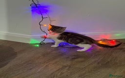 Mixed Breed cats for sale: Mixed breed Kittens  - Image 5