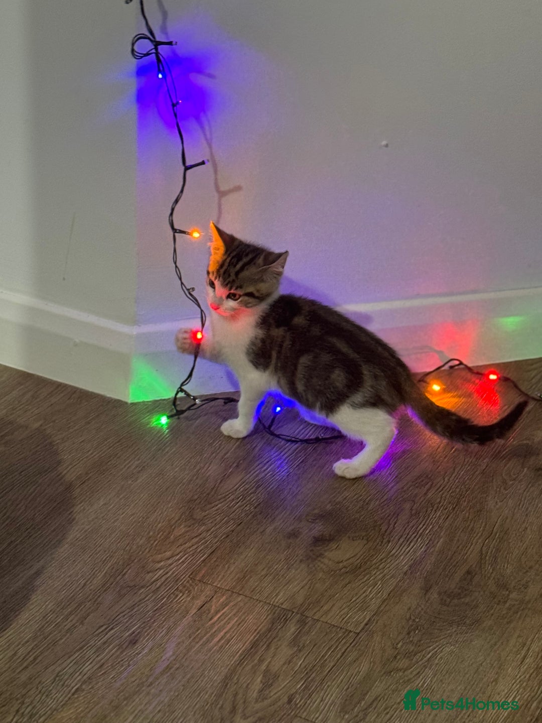 Mixed Breed cats for sale: Mixed breed Kittens  - Image 5