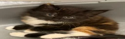 Domestic Shorthair cats for sale: Adorable kittens - Advert 1