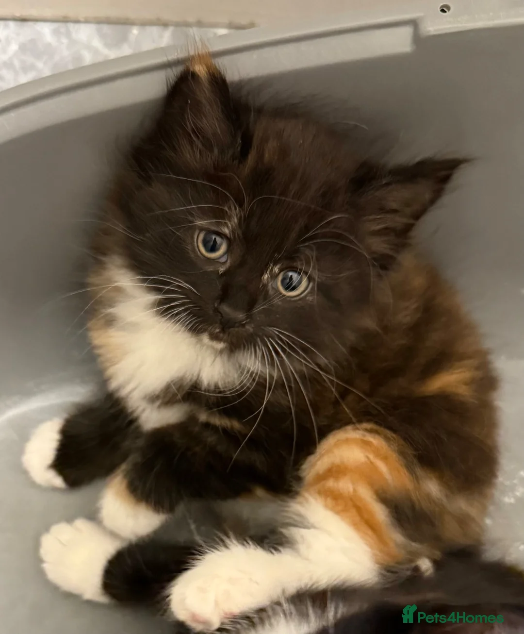 Domestic Shorthair cats for sale: Adorable kittens - Advert 1