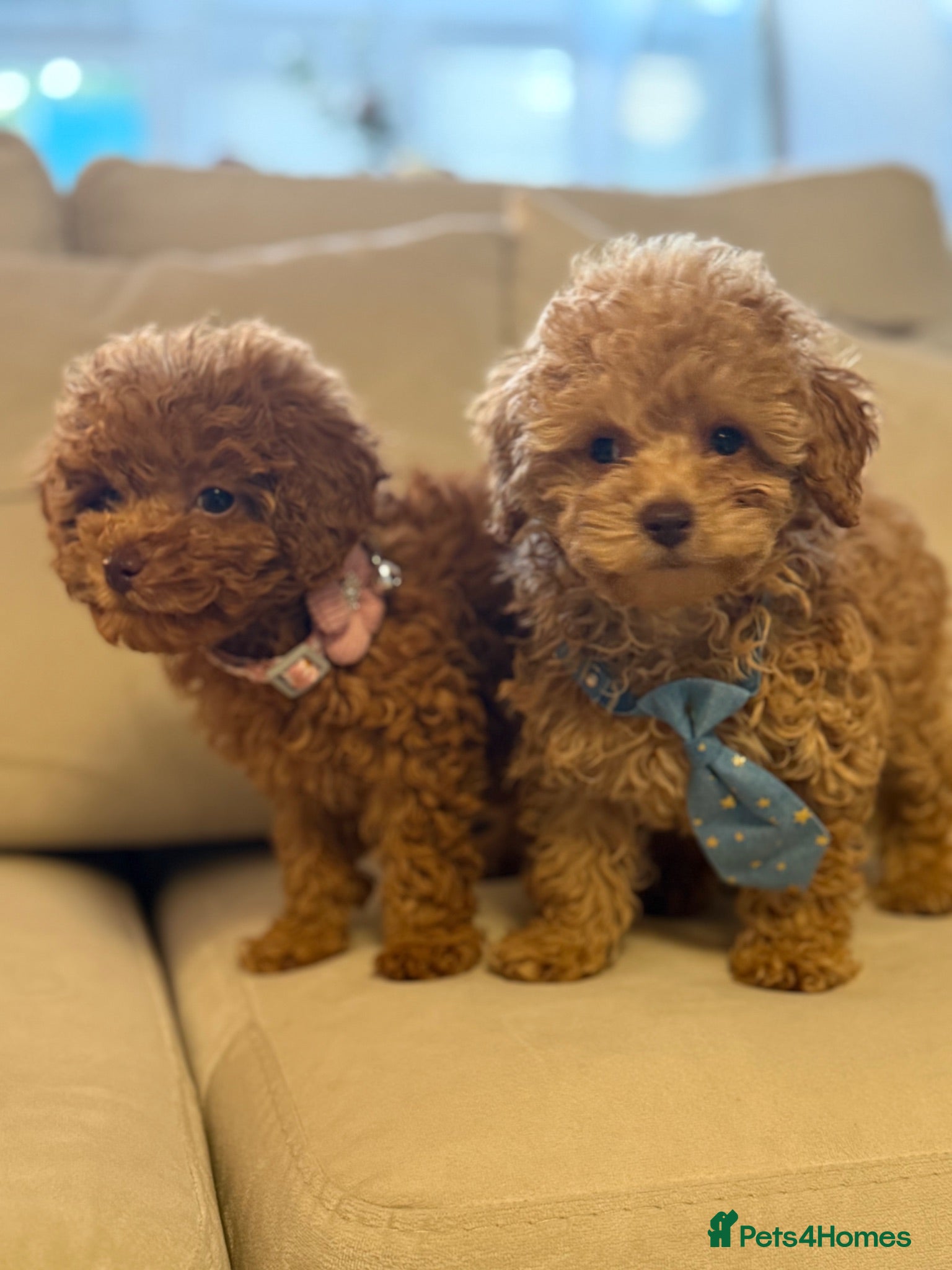 Toy Poodle dogs Already trained Toy Puddle Puppies - Advert 11