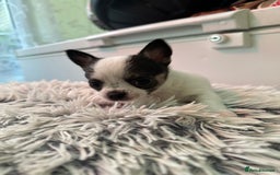 Chihuahua dogs for sale: Chihuahua  - Image 37