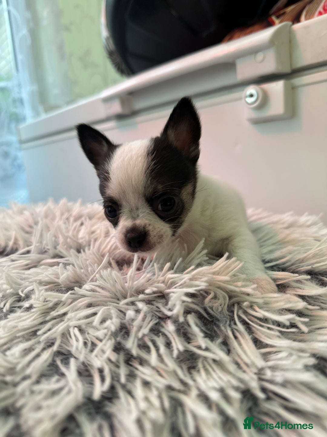 Chihuahua dogs for sale: Chihuahua  - Image 37