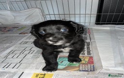 Mixed Breed dogs for sale: Border collie/Cocker Spaniel  - Image 13