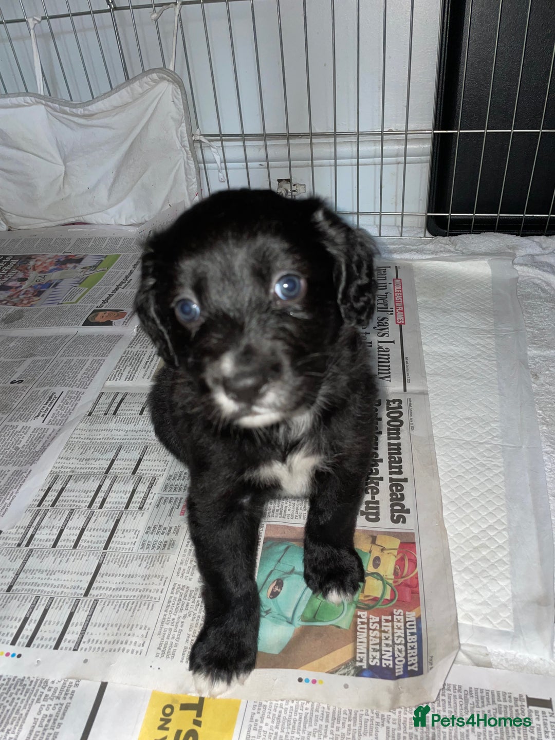 Mixed Breed dogs for sale: Border collie/Cocker Spaniel  - Image 13