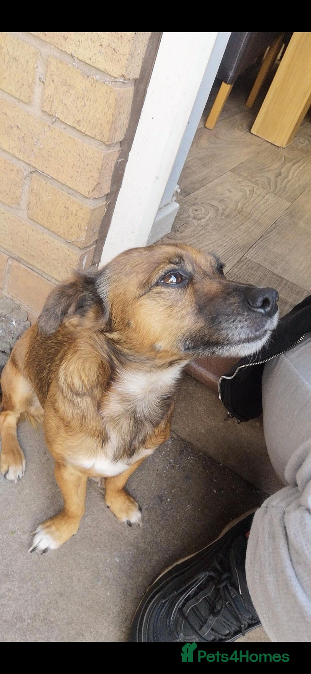 Mixed Breed dogs for sale: 2 female older dogs  - Image 11