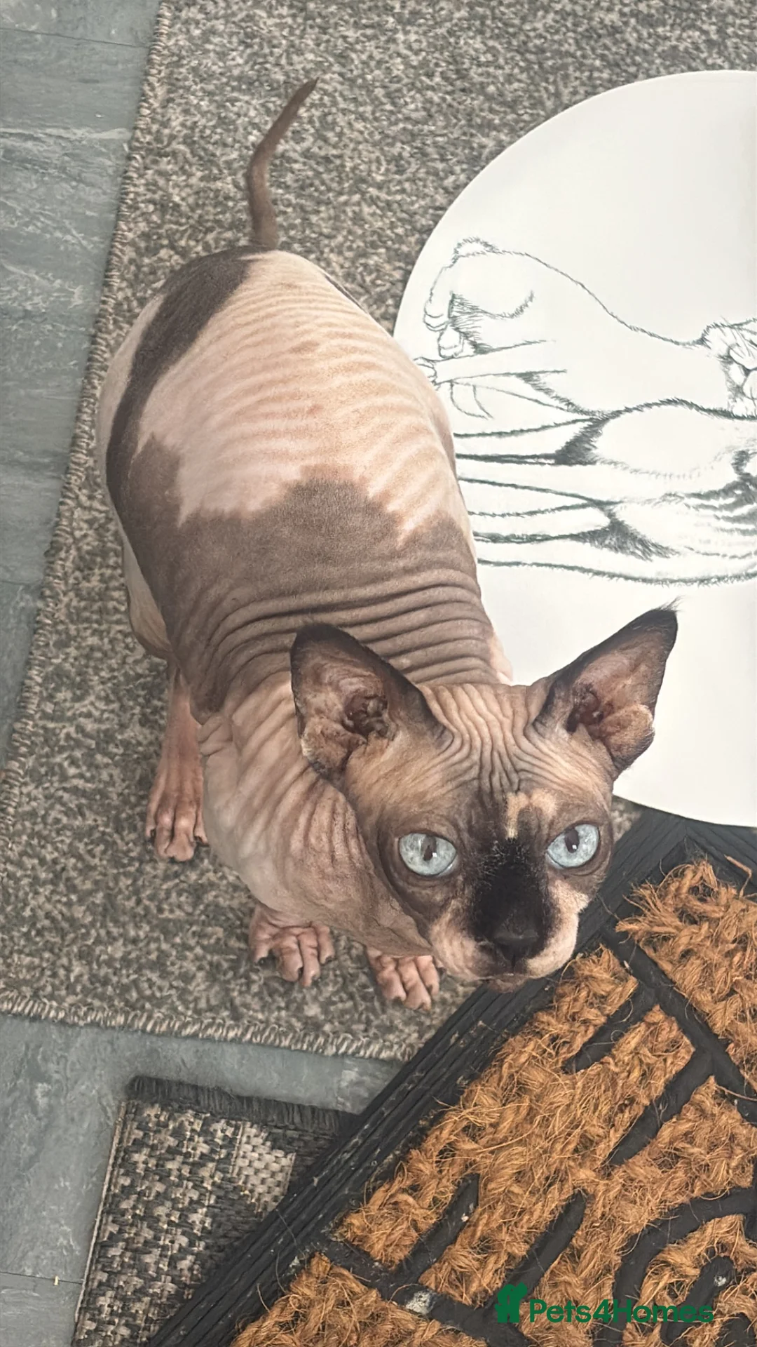 Sphynx cats for sale: Looking for adoption Sphynx girl - Advert 1