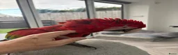 Parrots birds for sale: Greenwing Macaw - Advert 11
