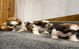 Shih Tzu dogs for sale: Summer Shihtzu Puppies - Image 6
