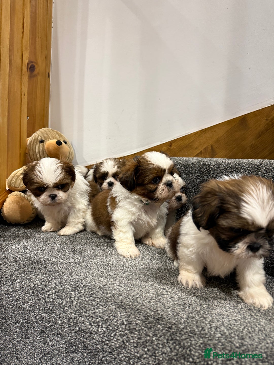 Shih Tzu dogs for sale: Summer Shihtzu Puppies - Image 6