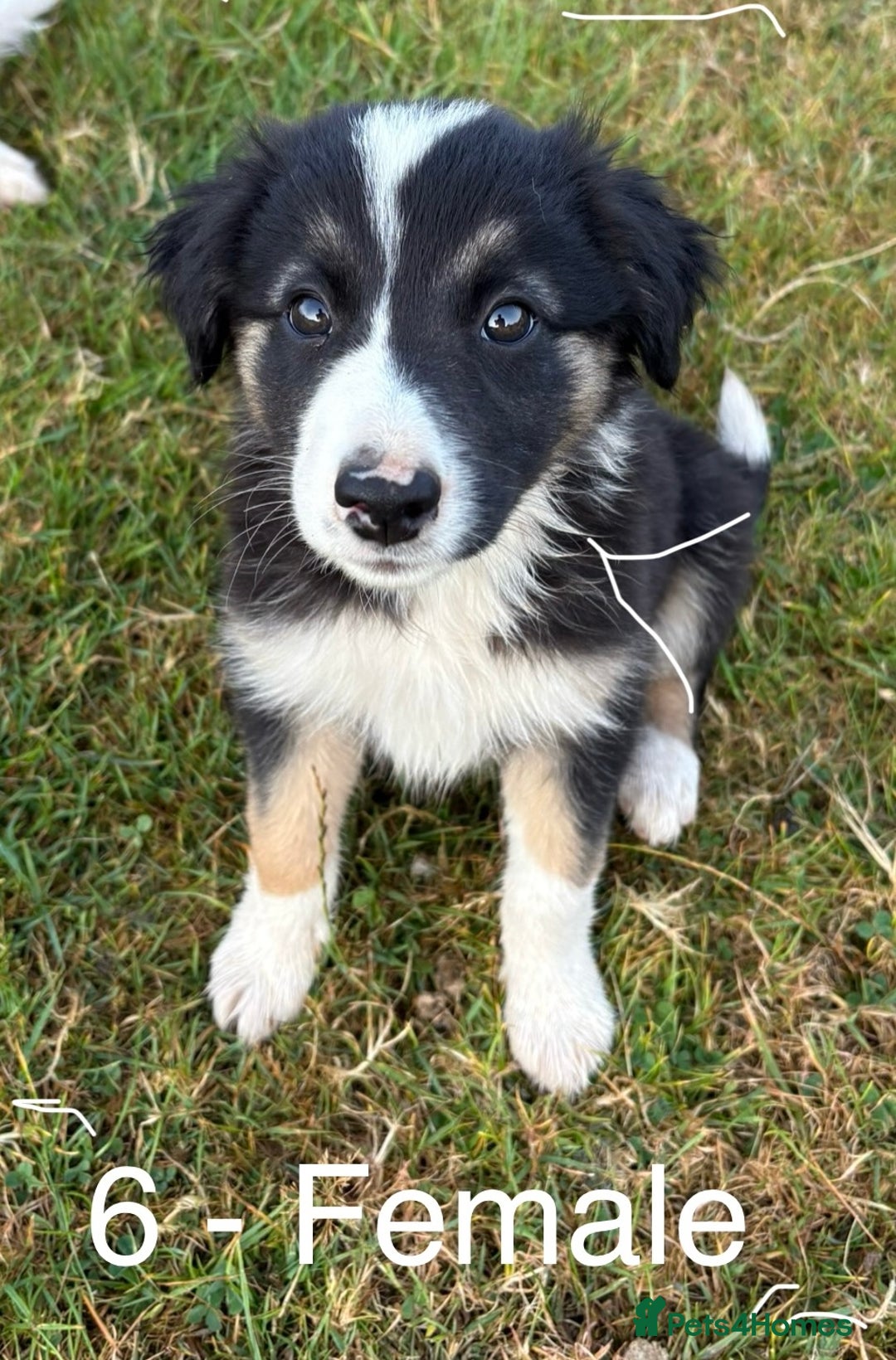 Welsh Collie dogs for sale: Stunning Welsh Border Collie Puppies – Rare Colour - Image 6