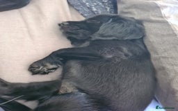 Mixed Breed dogs for sale: Beautiful litter of spaniel Cross  - Image 27