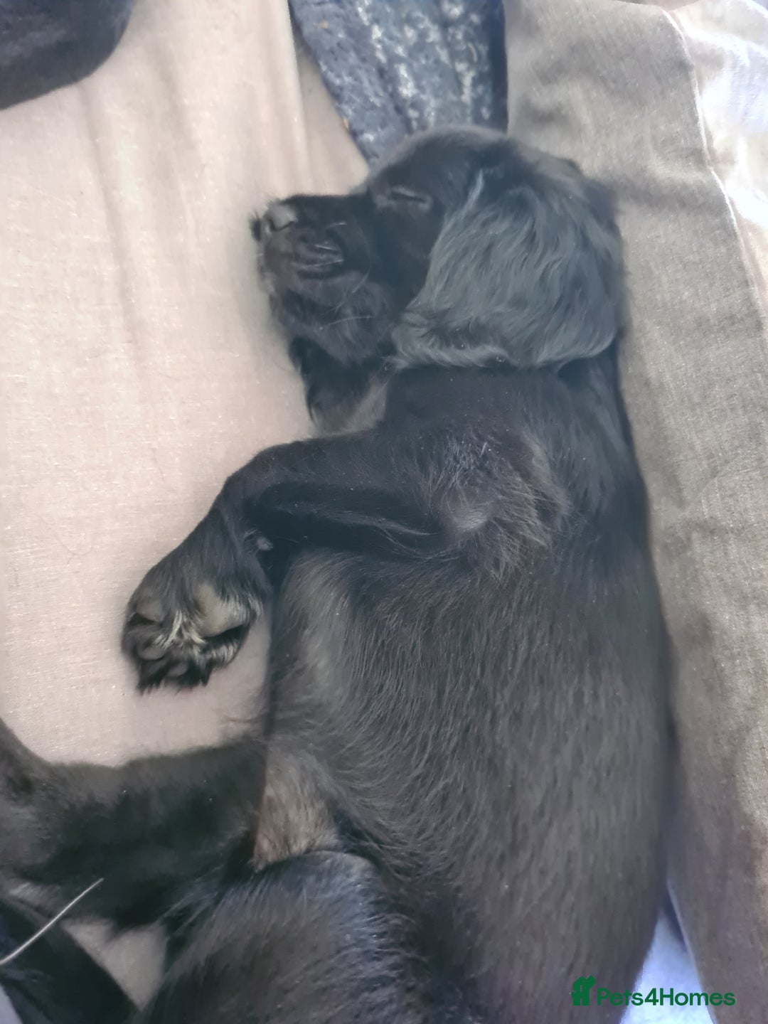 Mixed Breed dogs for sale: Beautiful litter of spaniel Cross  - Image 27