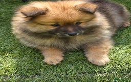Pomeranian dogs for sale: 13 weeks female pomeranian  - Image 5