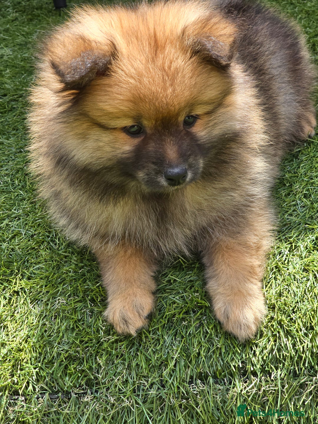 Pomeranian dogs for sale: 13 weeks female pomeranian  - Image 5