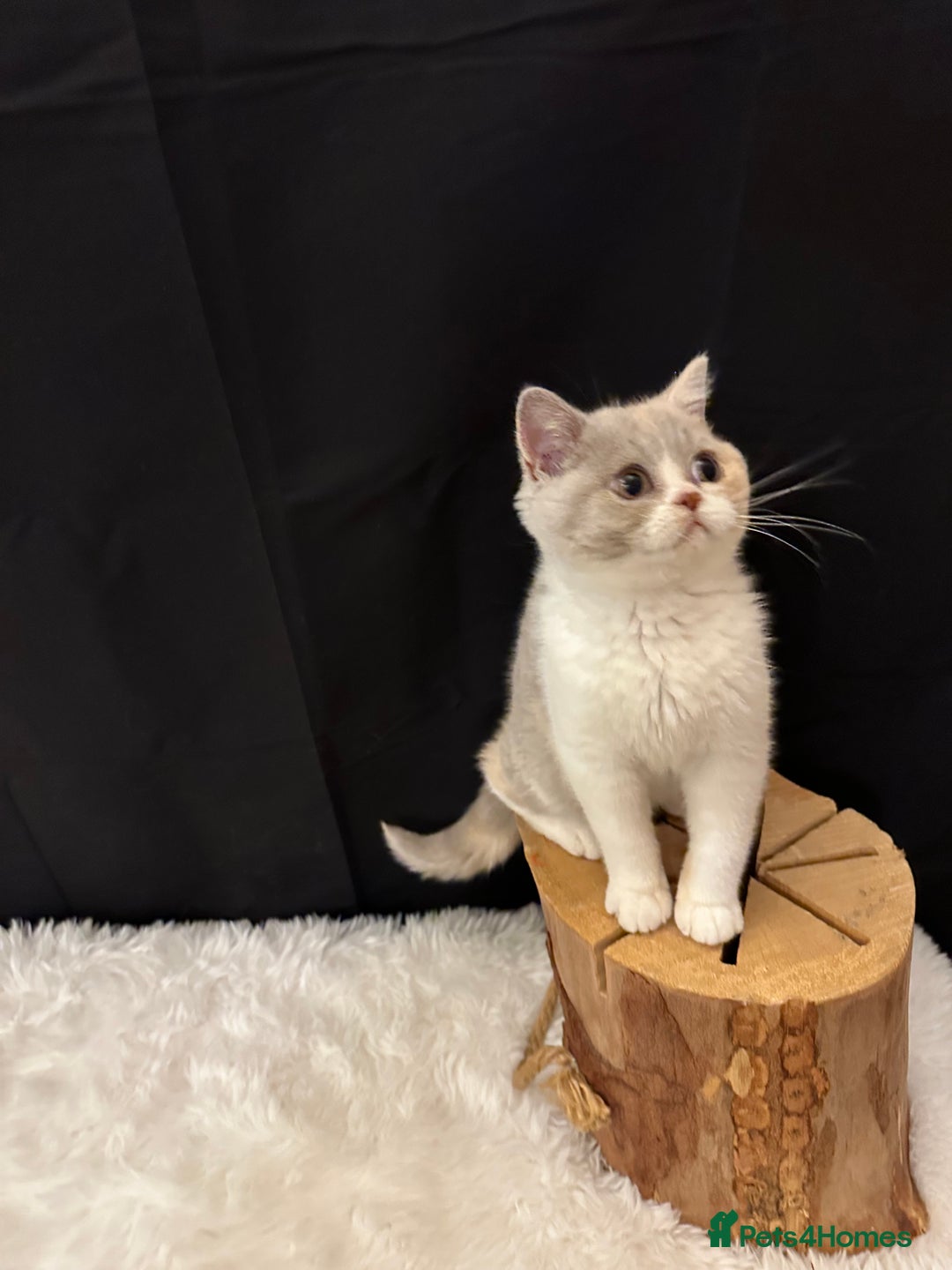 British Shorthair cats for sale: READY NOW - Full Pedigree Registered BSH kittens  - Advert 7