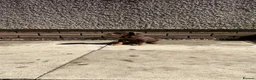 Dobermann dogs for sale: Doberman puppies  - Advert 10