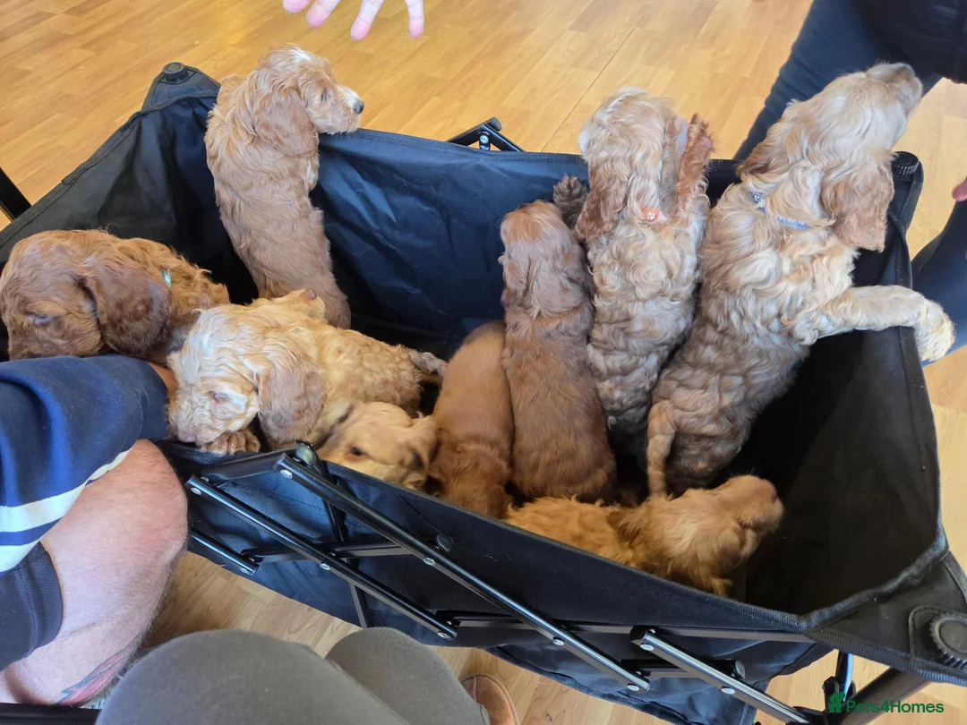 Cockapoo dogs for sale: F1b cockapoos - Advert 2