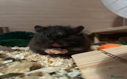 Hamster rodents for sale: Female Syrian hamster  - Image 1