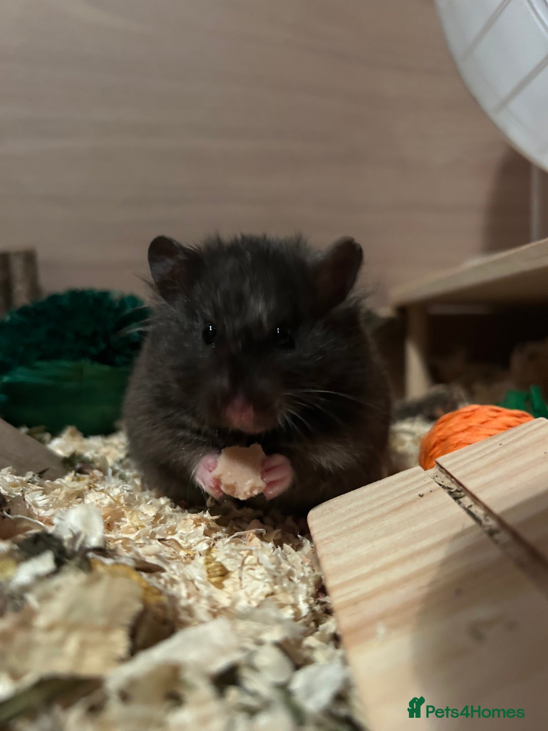 Hamster rodents for sale: Female Syrian hamster  - Image 1