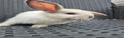 Mini Lop rabbits for sale: ❤️ READY TODAY! Pure Mini Lop Babies Boys & Girls  - Advert 7