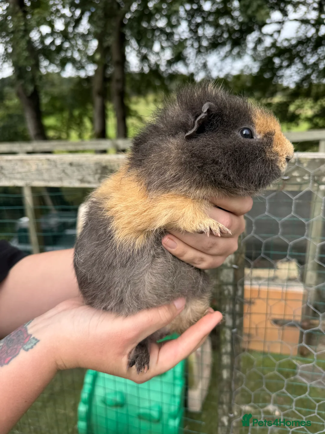Guinea Pig rodents for sale: Guinea pigs  - Advert 14