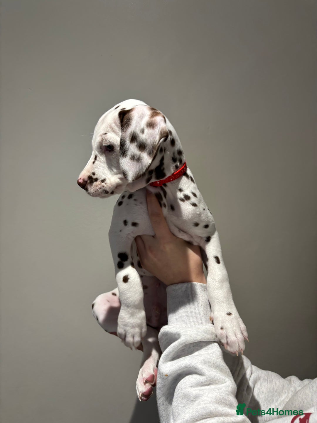 Dalmatian dogs for sale: 1 DALMATIAN LEFT READY NOW - Image 9
