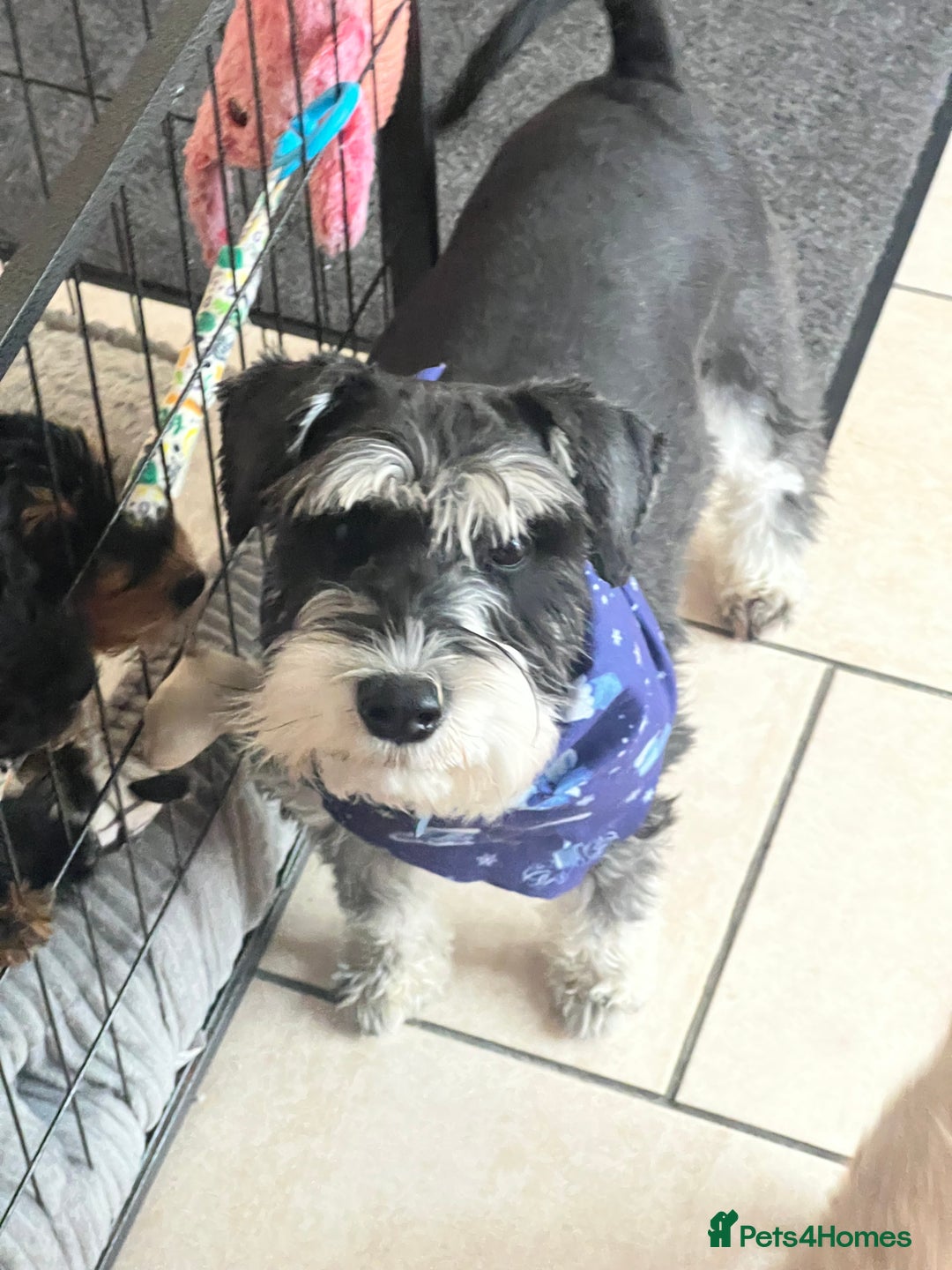 Miniature Schnauzer dogs for sale: 🤎🖤🩶Stunning Miniature Schnauzer Pups🩶🖤🤎 - Advert 17