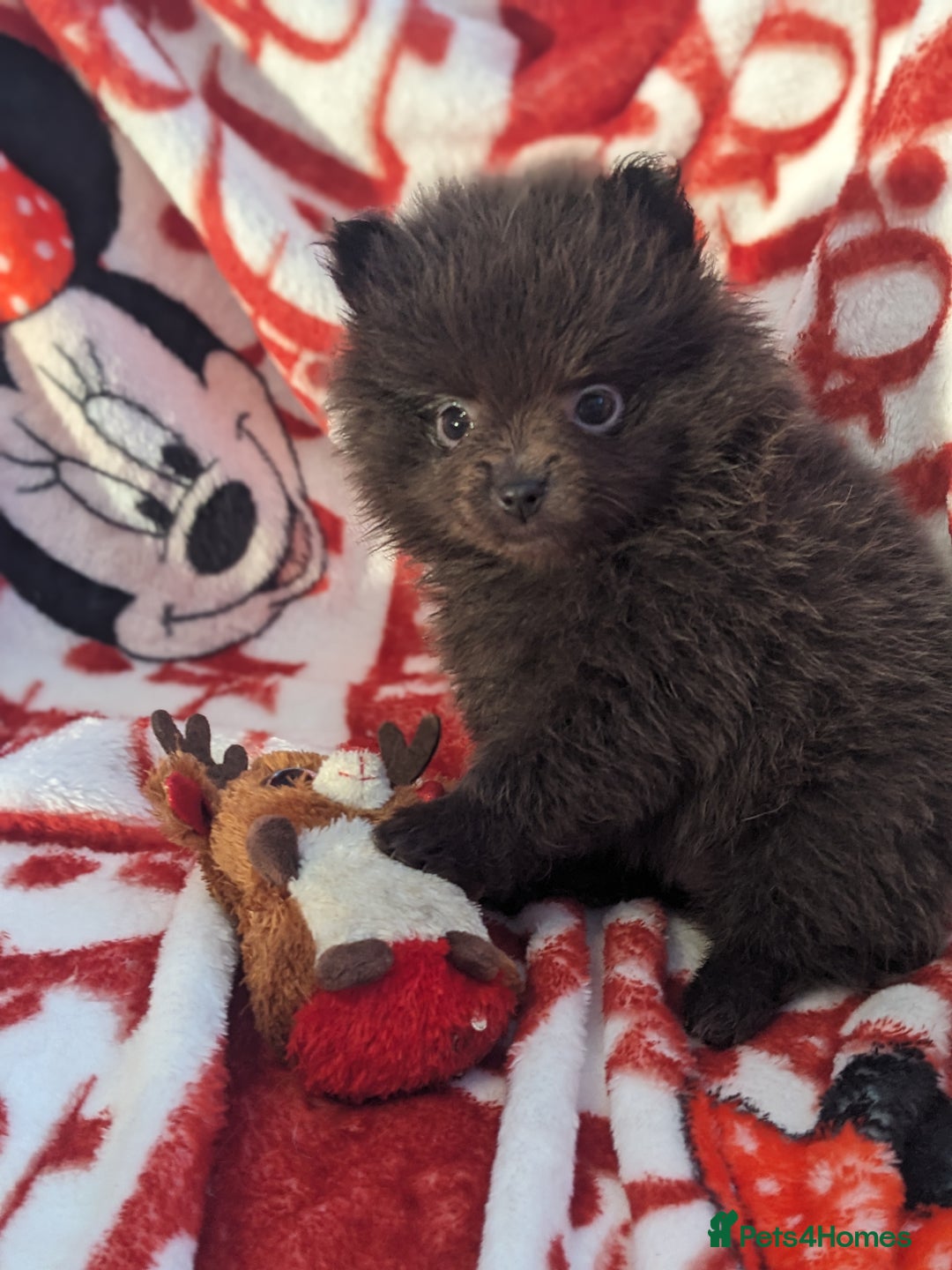 Pomeranian dogs for sale: Pomeranian Blue girl left!   - Advert 12