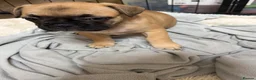 French Bulldog dogs for sale: French Bulldog Puppies - Advert 3