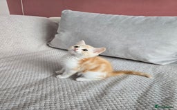 Scottish Fold cats for sale: Scottish Straight purebred kittens  - Image 5
