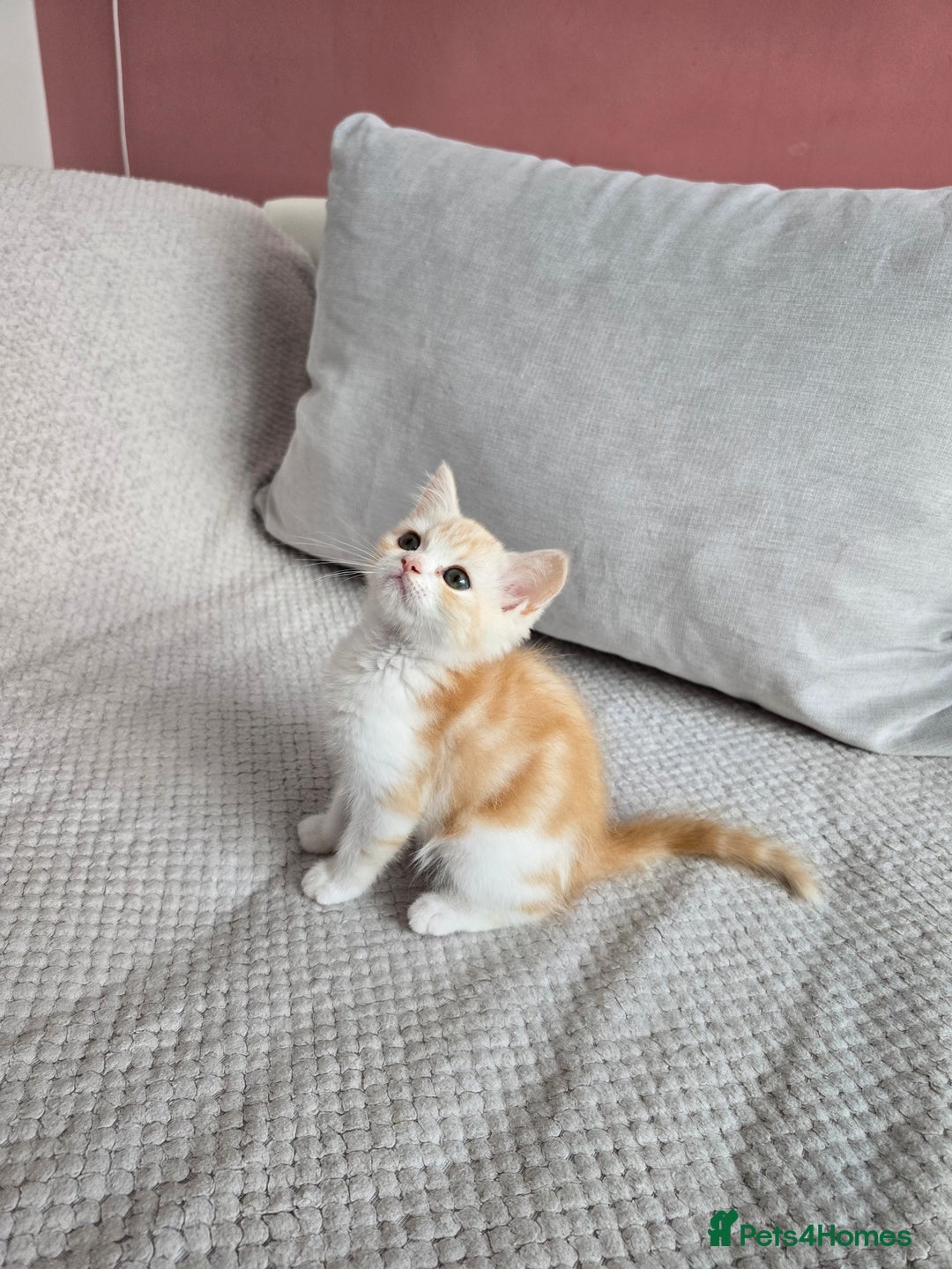 Scottish Fold cats for sale: Scottish Straight purebred kittens  - Image 5